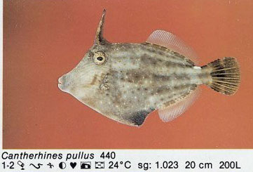 Cantherhines pullus